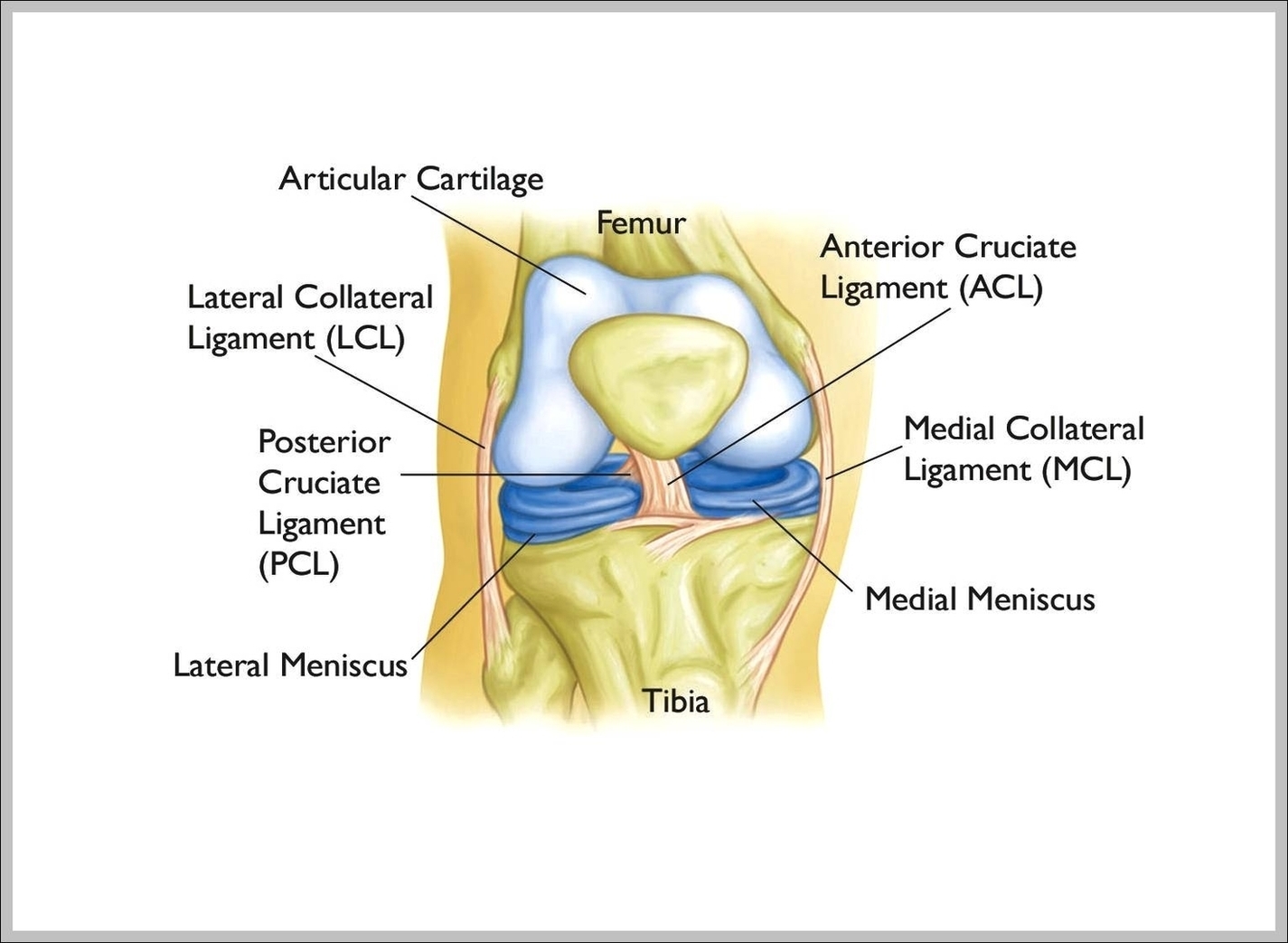 Knee Anatomy Ligaments Image