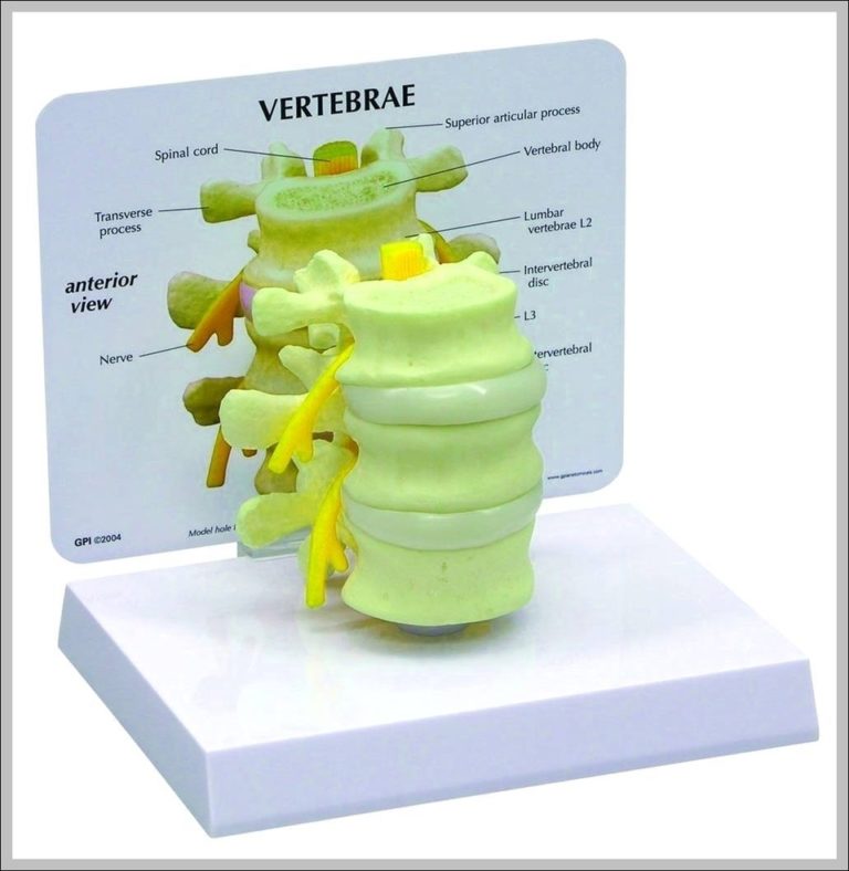 L3 L4 Vertebrae Image