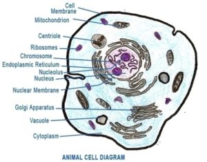 Labeled Animal Cell Diagram Image - Graph Diagram