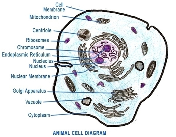Labeled Animal Cell Diagram Image