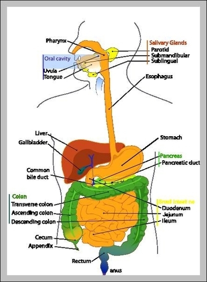 Labeled Diagram Of Digestive System Image