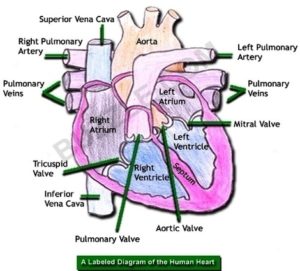 Labeled Diagram Of Human Heart Image - Graph Diagram