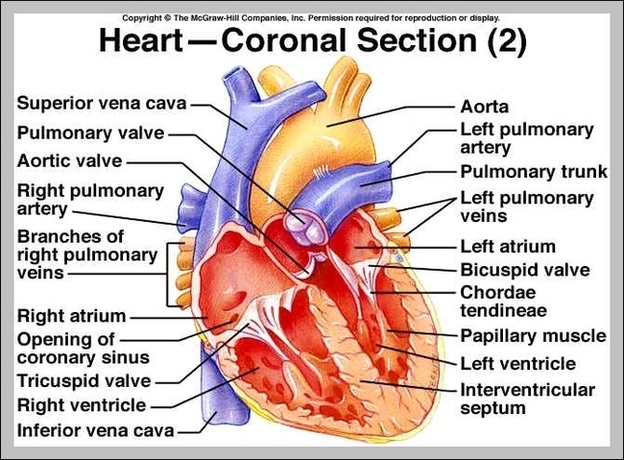 Labeled Heart Image