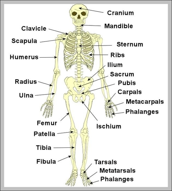 Labeled Human Skeleton Diagram Image