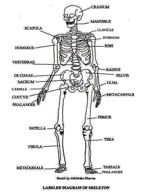 Labeled Skeleton Diagram Image