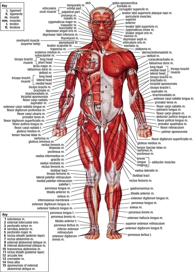 Labels Of Human Anatomy Image
