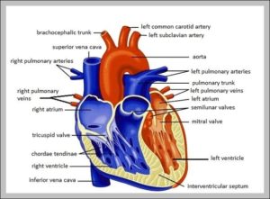 Labled Heart Image – Graph Diagram