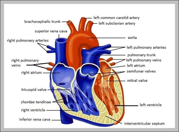 Labled Heart Image