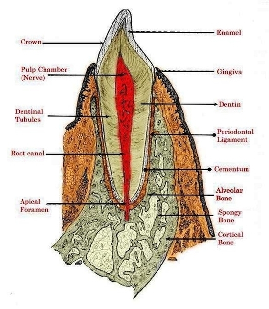 Large Tooth Diagram Image