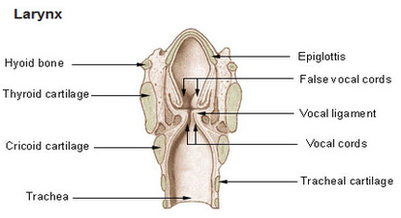 Larynx Diagram Image