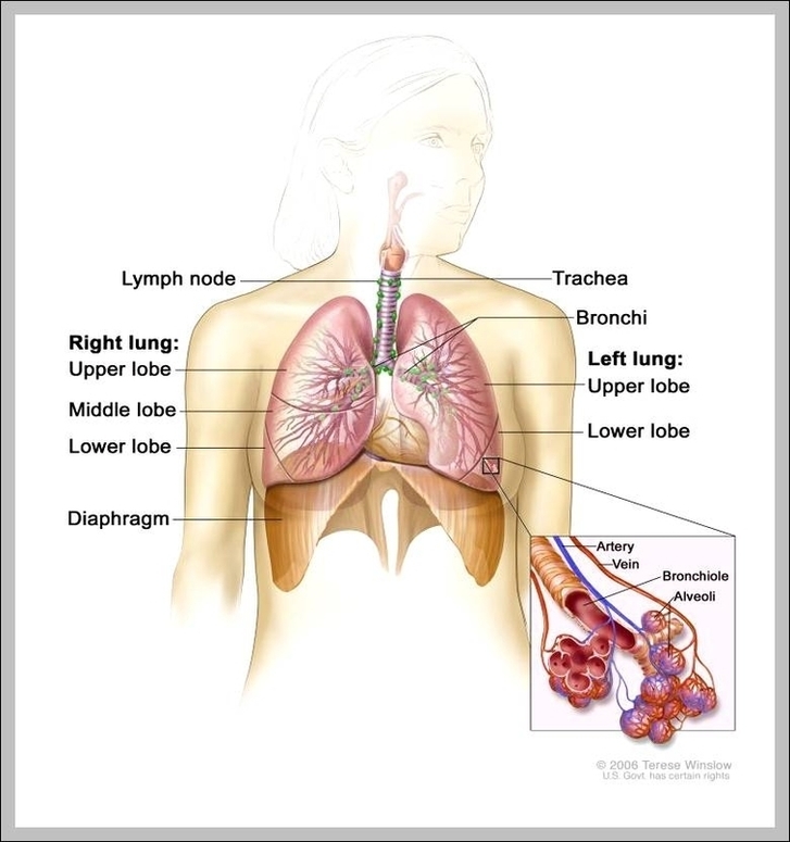Left Lobe Lung Image