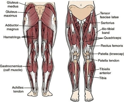 Leg Workout Routine Leg Anatomy Image