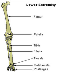 Lower Extremity Diagram Image