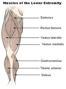 Lower Extremity Muscles Diagram Image