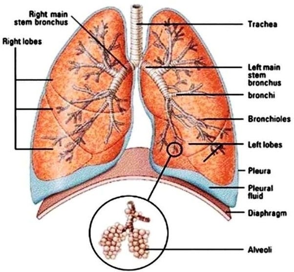 Lung Diagram Small Image