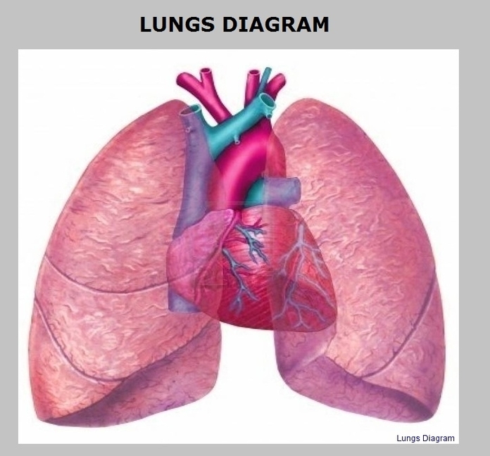 Lungs Diagram Image