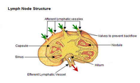 Lymph Node Structure Diagram Image