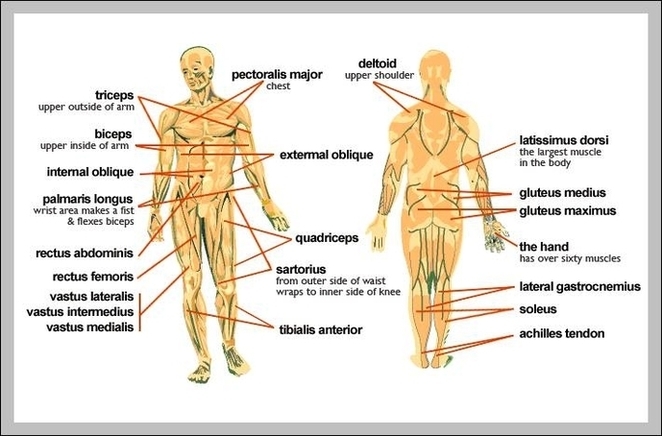 Major Muscles Of The Human Body Image