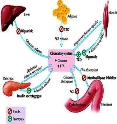 Major Target Organs And Actions Image
