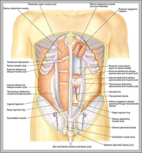 Male Abdomen Anatomy Image