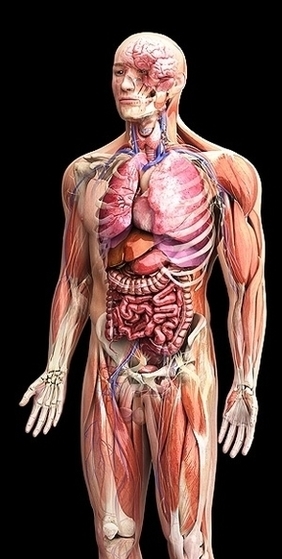 Male Human Anatomy Image