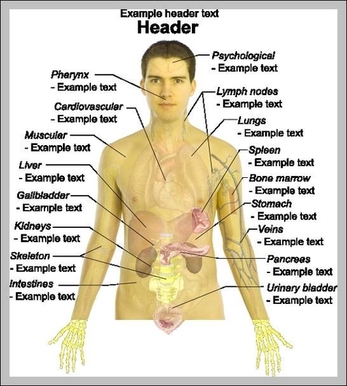 Male Human Anatomy Organs Image
