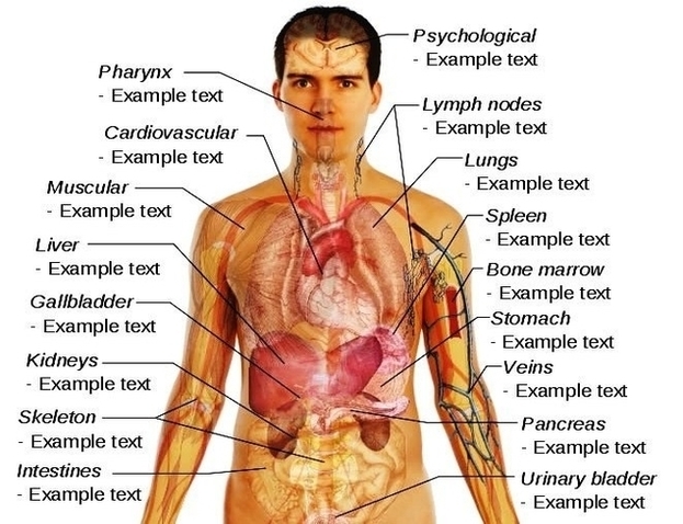 Male Human Body Organs Diagram Image