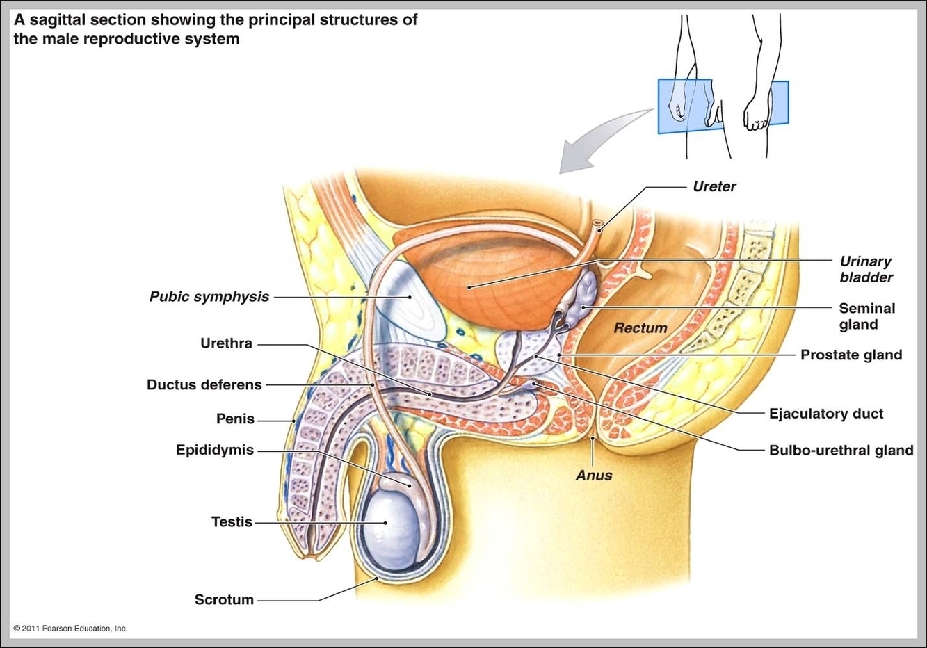 Male Reproductive System Anatomy Image