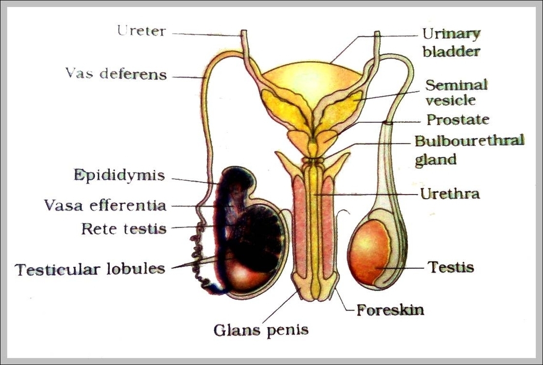 Male Sex Organs Images Image