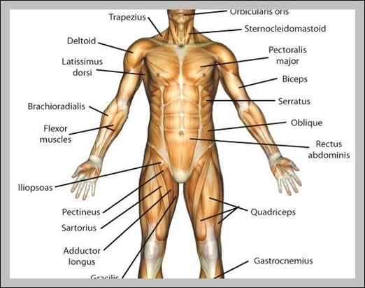 Map Of Human Muscles Image