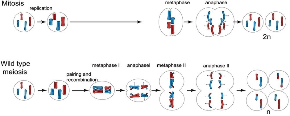 Mitosis And Meiosis Image