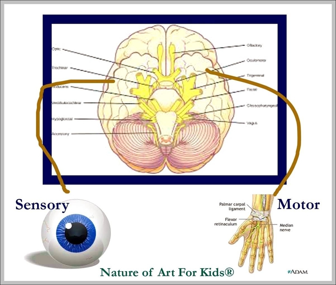 Motor Sensory Image