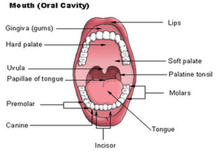 Mouth Diagram Image