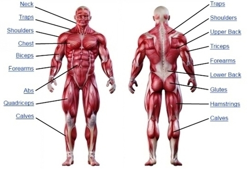 Muscle Anatomy Chart Image