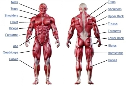Muscle Anatomy Charttures Image