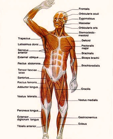 Muscle Chart Human Image