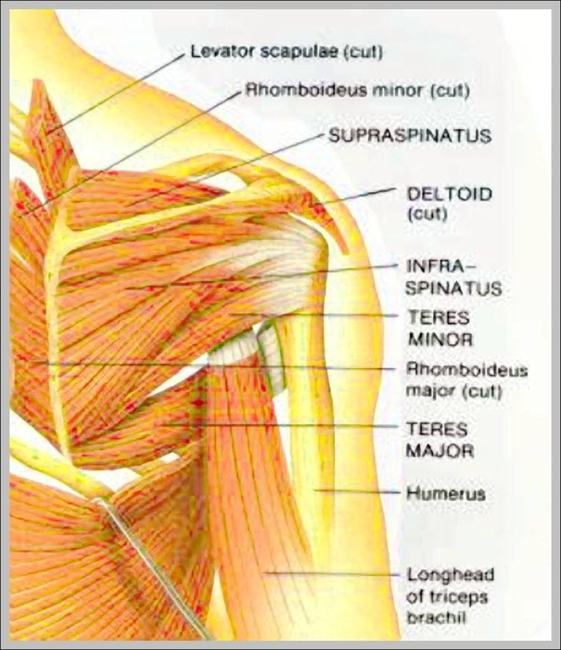 Muscle Diagram Of Shoulder Image