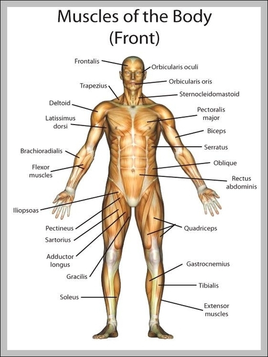 Muscle Labeled Diagram Image