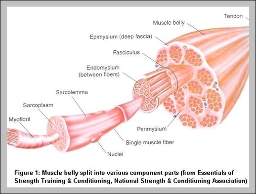 Muscle Structure Diagram Image