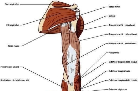 Muscles Arm Human Anatomy Illustration Diagram En Medical Image