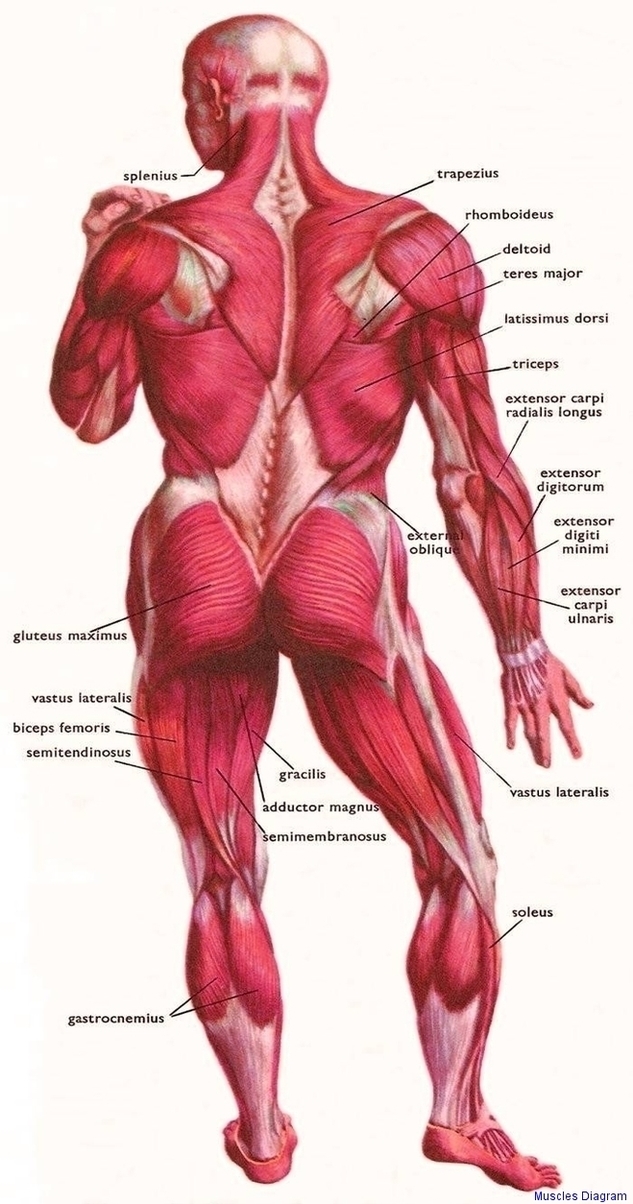 Muscles Diagram Image