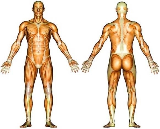 Muscles Diagram1 Image