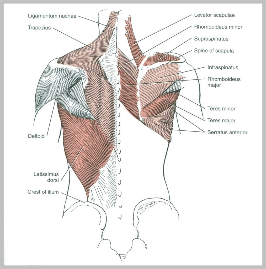 Muscles In Shoulders Image