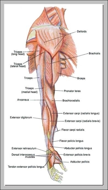 Muscles In The Arms Image