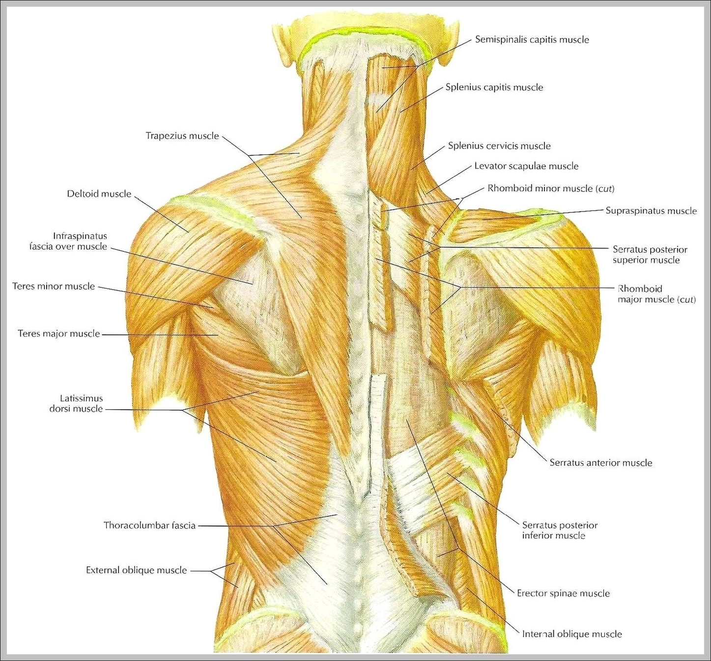 Muscles Of The Back Diagram Image