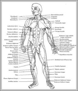 Muscles Of The Human Body Diagram Image - Graph Diagram