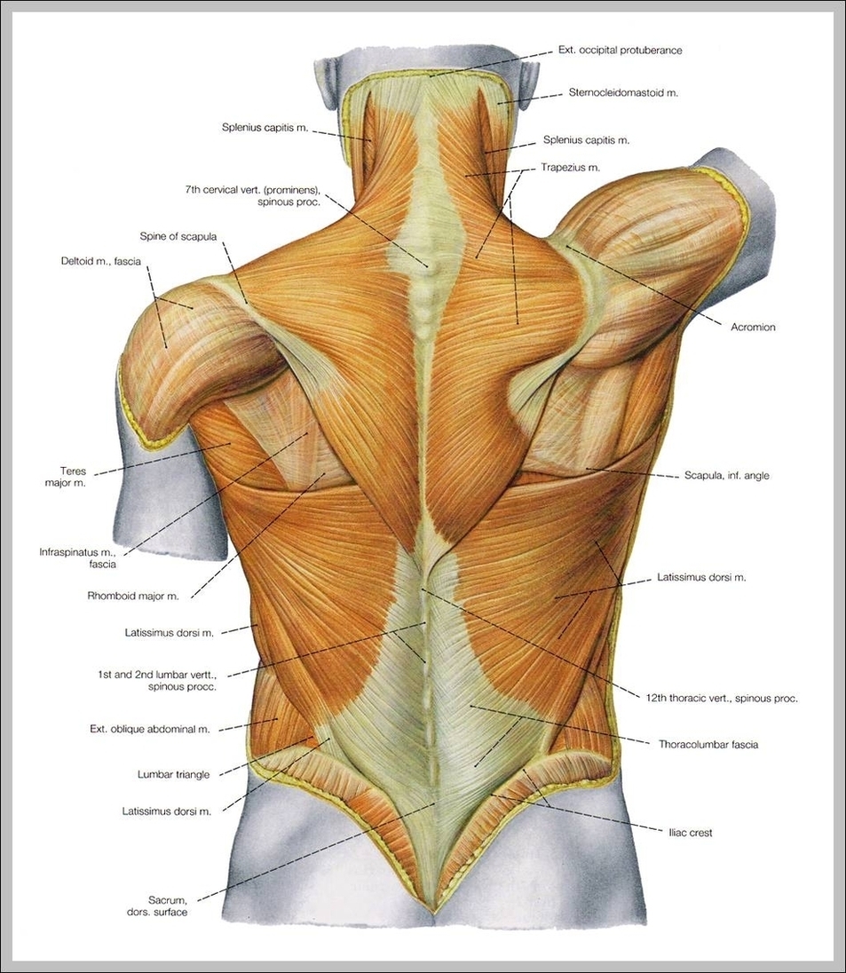 Muscles Pictures Image