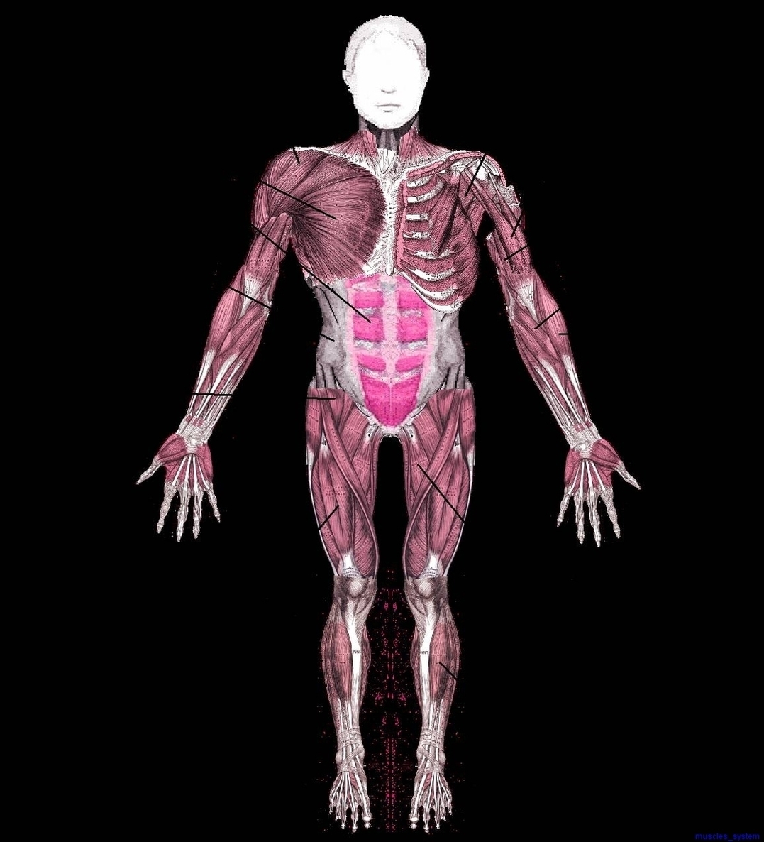 Muscles System Image 1