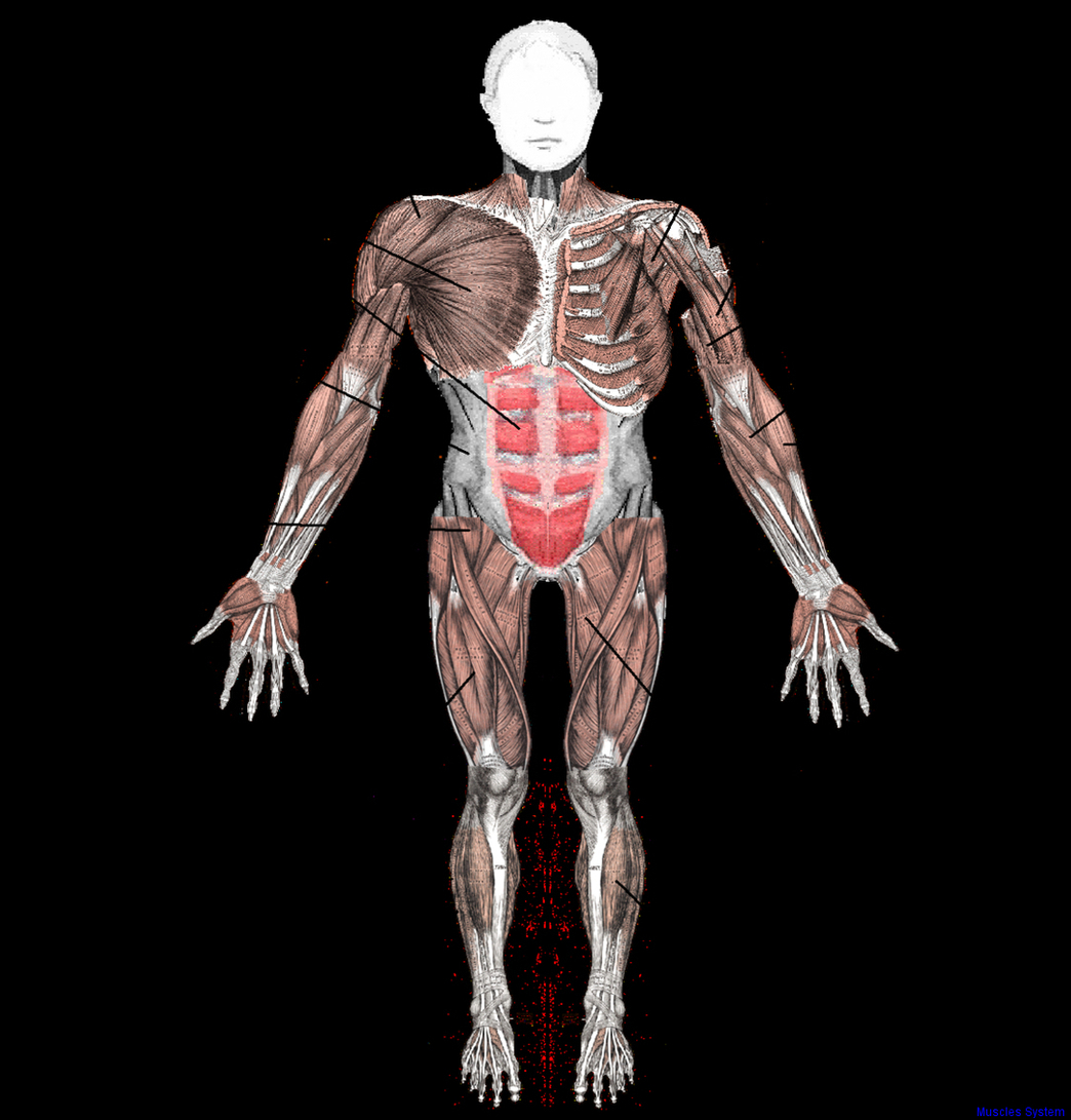 Muscles System Image