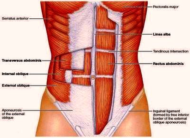 Muscles The Abdominal Wall Image